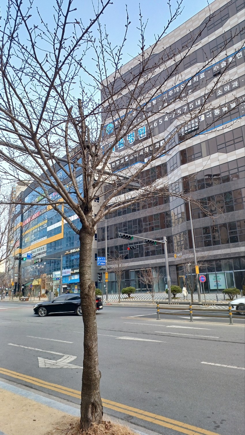 1.가로수 전지 작업 요청 드립니다.